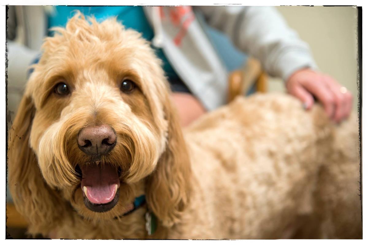 Veterinary Hospital Near Me Contact Us Francis Veterinary Hospital